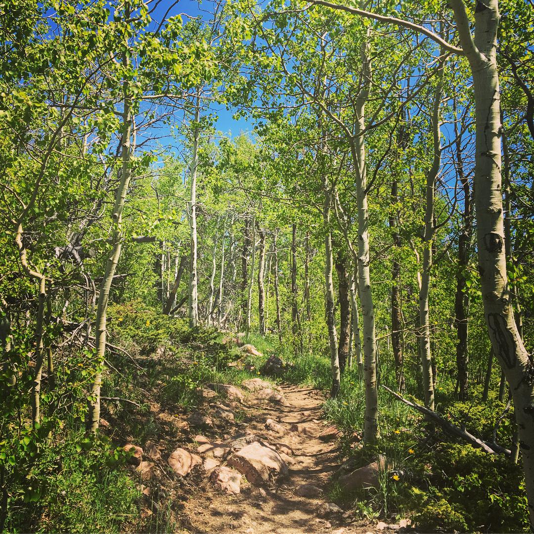 漂亮到流泪的森林公园——Medicine Bow National Forest 在大城市里面呆久了