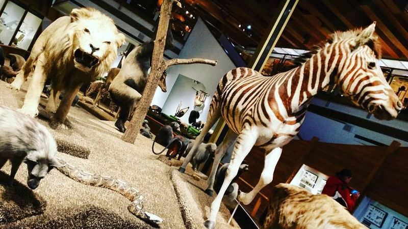 充满各种动物标本的博物馆，值得打卡