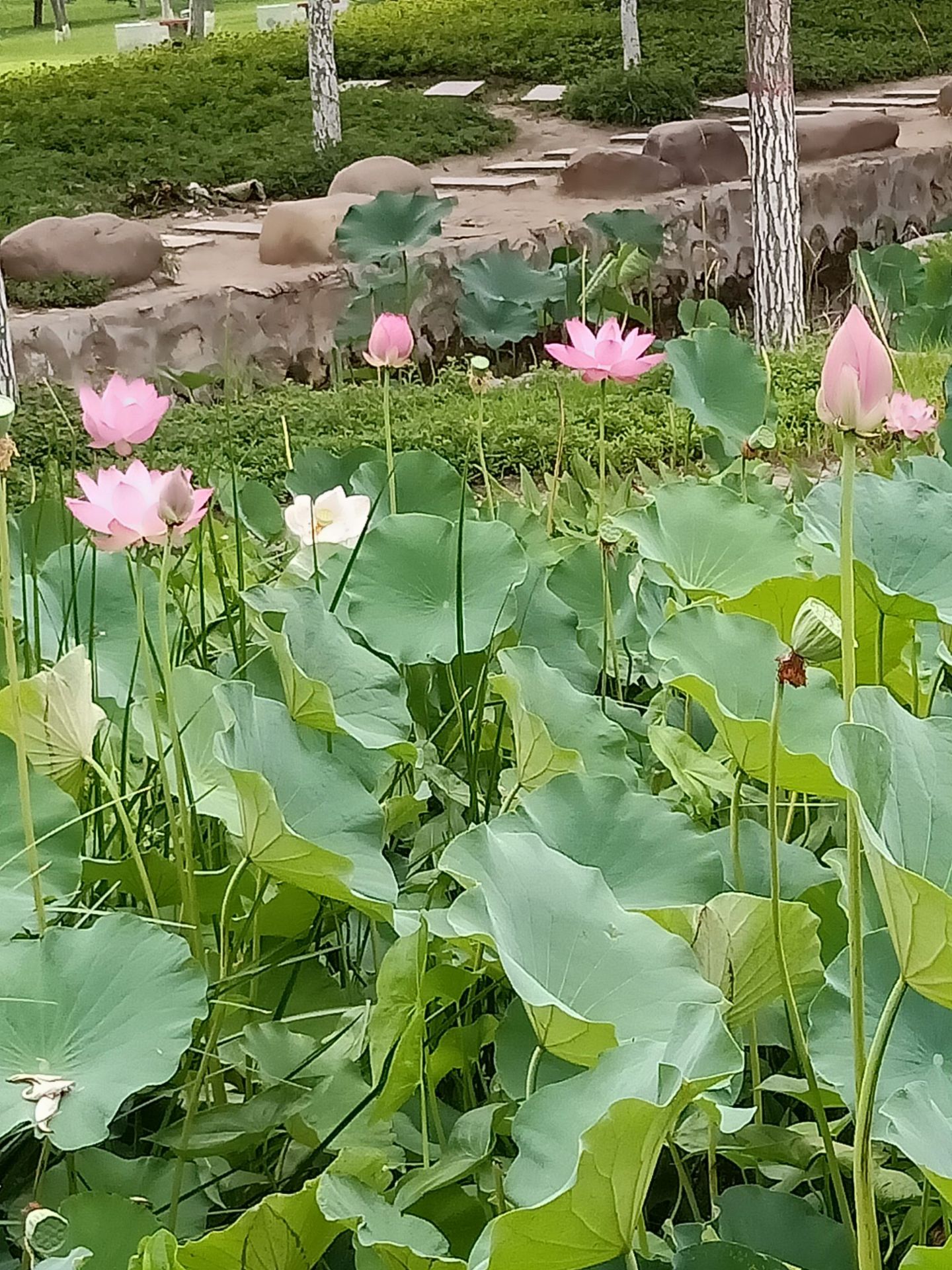新乐市伏羲公园