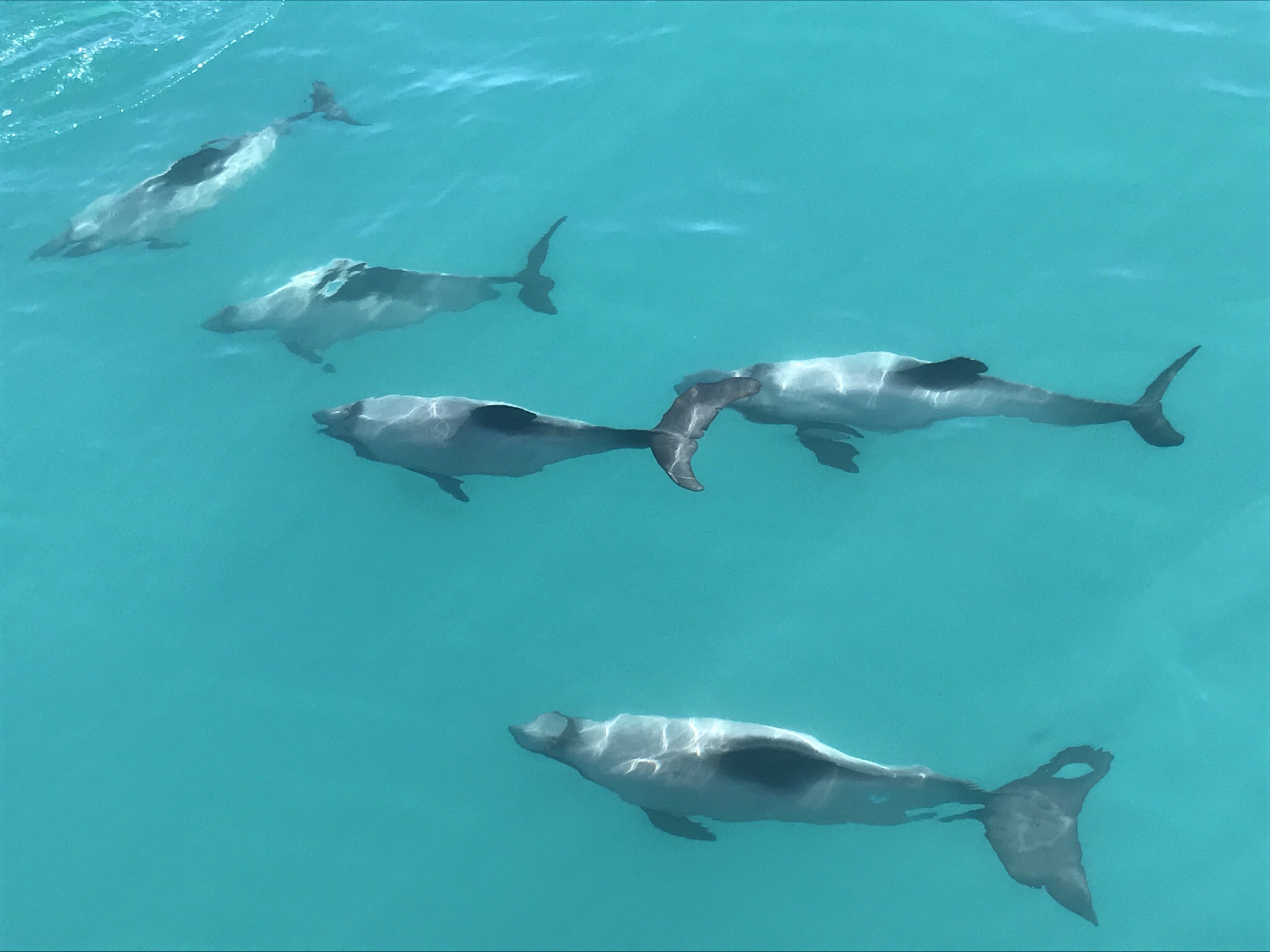 新西兰南岛，报团出海看海豚🐬，从基督城到阿卡罗阿大概3小时车程到出海码头，沿途风光无限，好像人间净土
