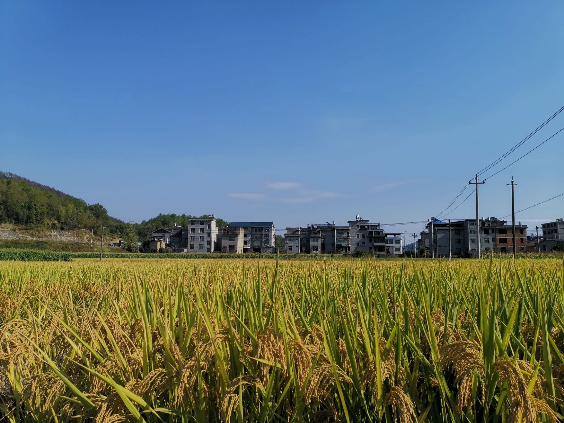 这是去福建南平松溪县大布民俗村朋友家，闲逛时拍的秋天的稻田！