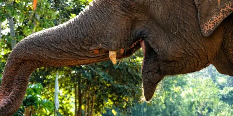 Ran-Tong大象保護中心