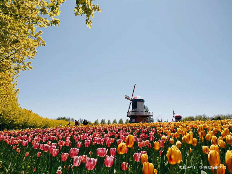 北京国际鲜花港