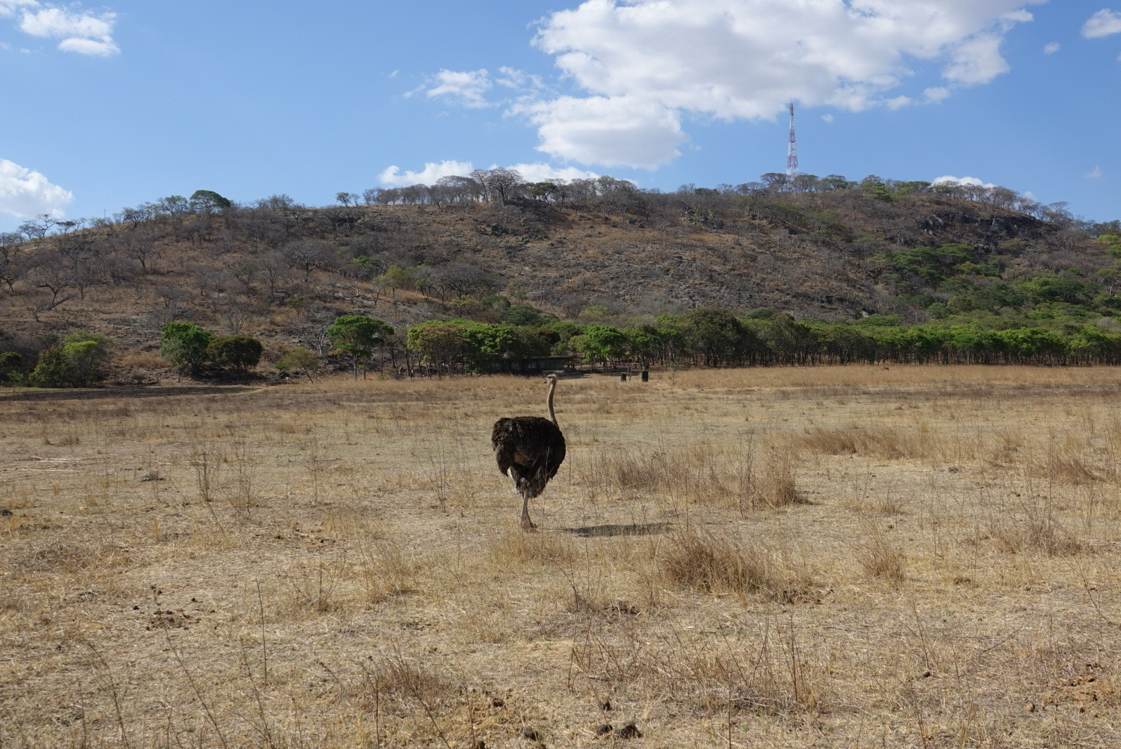 旱季末期的津巴布韦，干旱和酷热的天气，使以食草为主的野生动物四处寻觅稀少的水源和绿叶植被，以解决身体