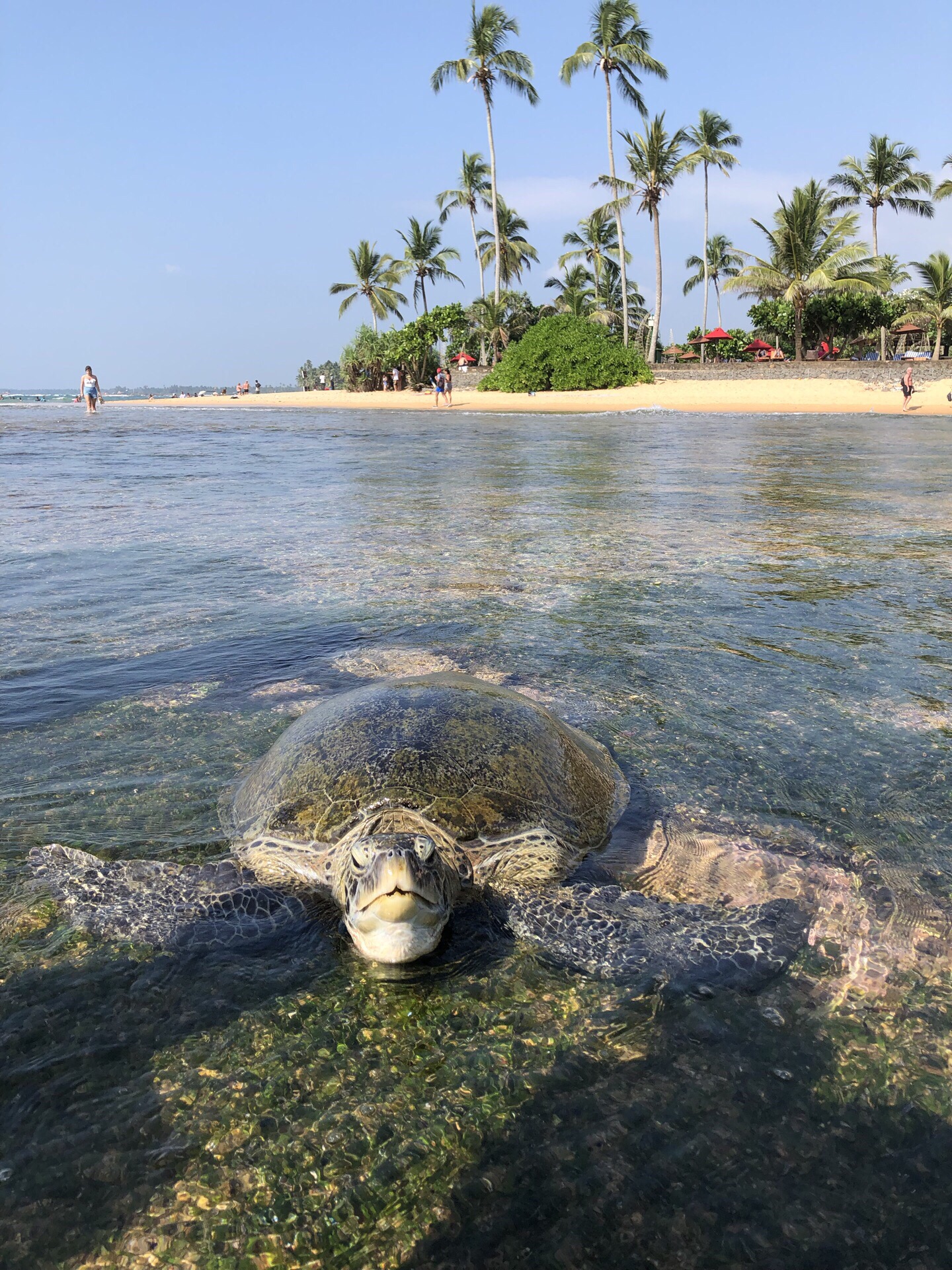 神奇的斯里兰卡，在海滩近距离接触大型绿海龟，浮潜还能看到各种热带鱼及小鲨鱼，强烈推荐，从广州或香港都