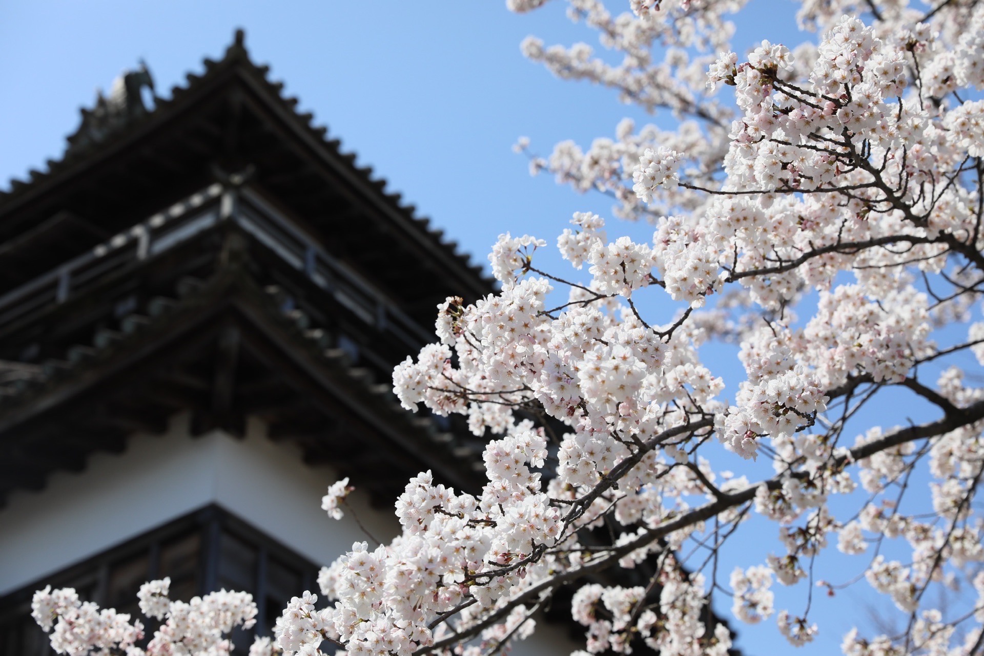 福井县·日本 足羽山公園 足羽川 丸岡城 又是一年樱花季，回忆一下去年在福井的小确幸。白天阳光灿烂，