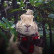 黃晶晶不是黃大傻