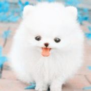 神奇宝宝的夏天