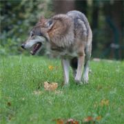 菁菁草的棒棒糖