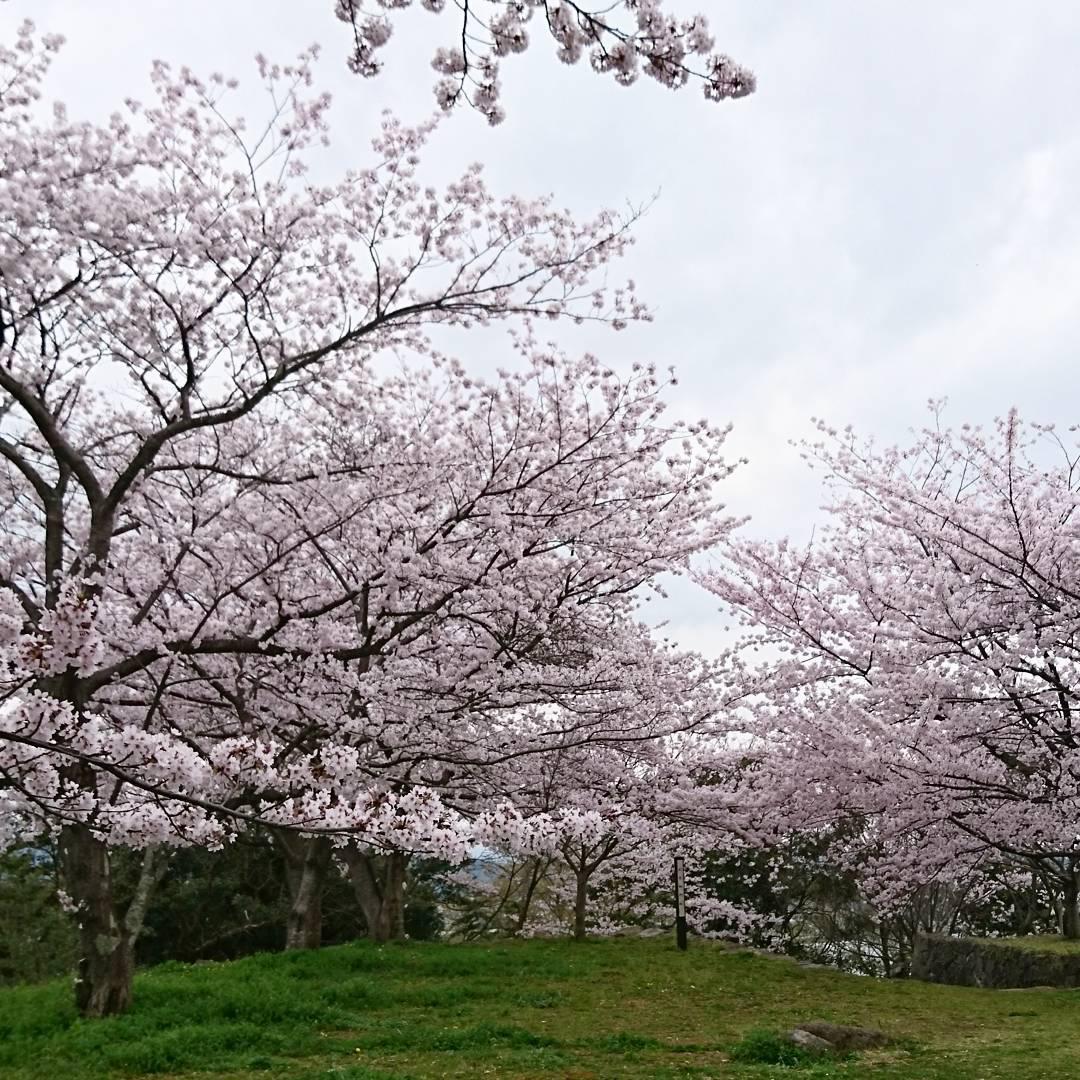 开满樱花的海洋——米子城跡  米子城跡是一个能令人感到平静又舒适的地方，虽然现在的米子城很破旧，但是