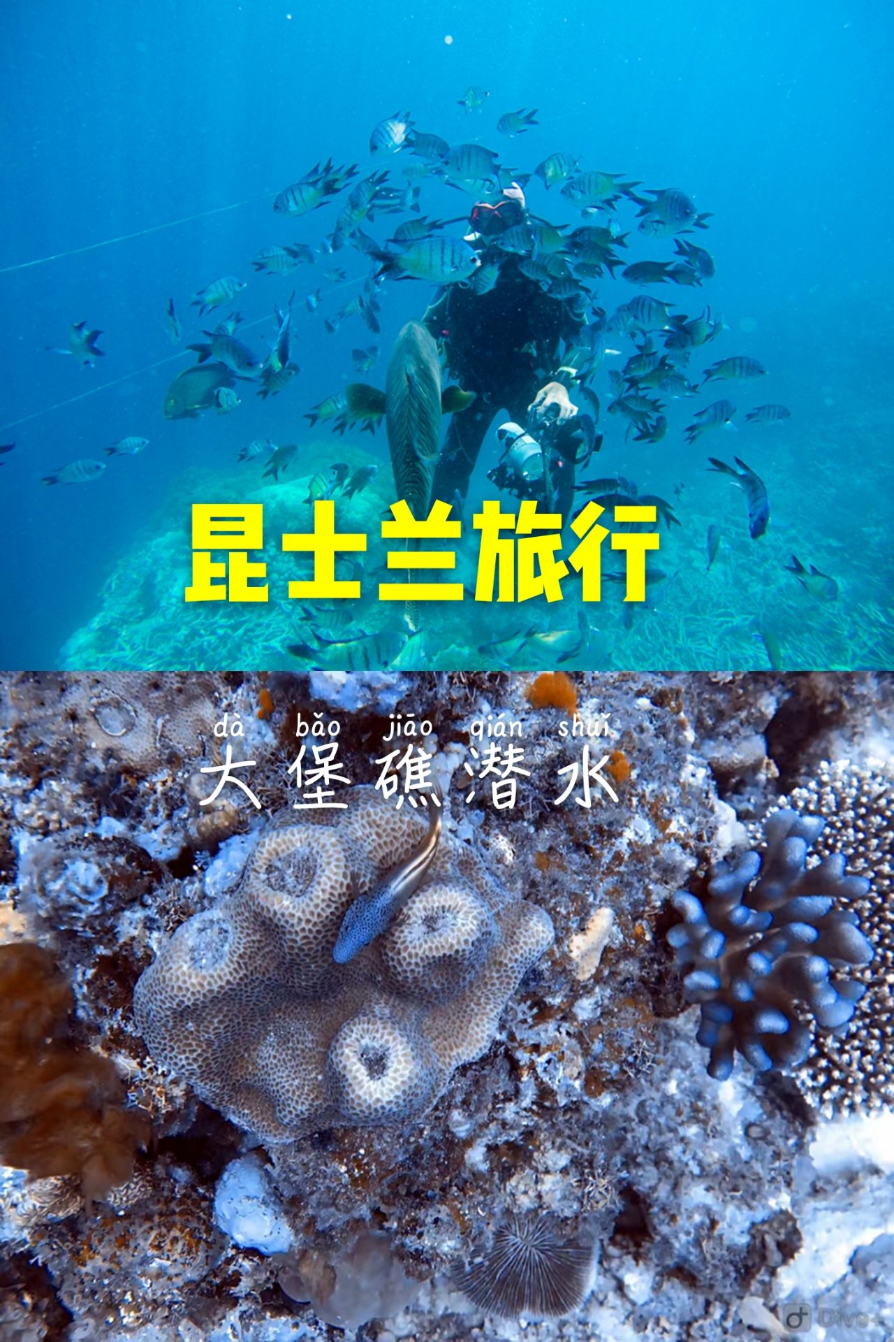 大堡礁潜水 ，被比自己还大的鱼追是什么样的感受？  在 汉密尔顿岛 到大堡礁平台，不管是飞机去船回，