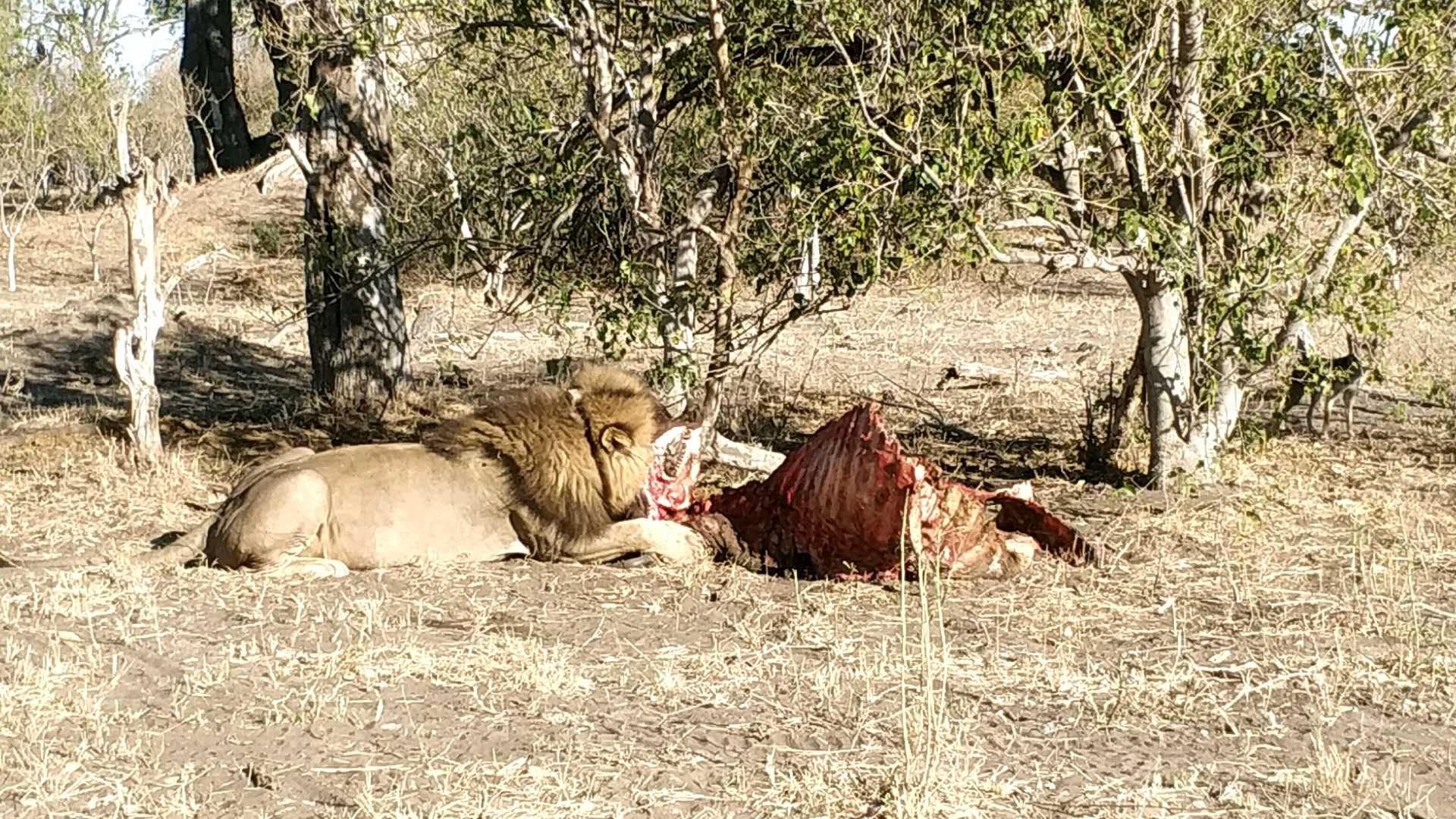 在莫雷米保护区尽享safaris 看雄狮 大快朵颐， 旁边还有豺狼