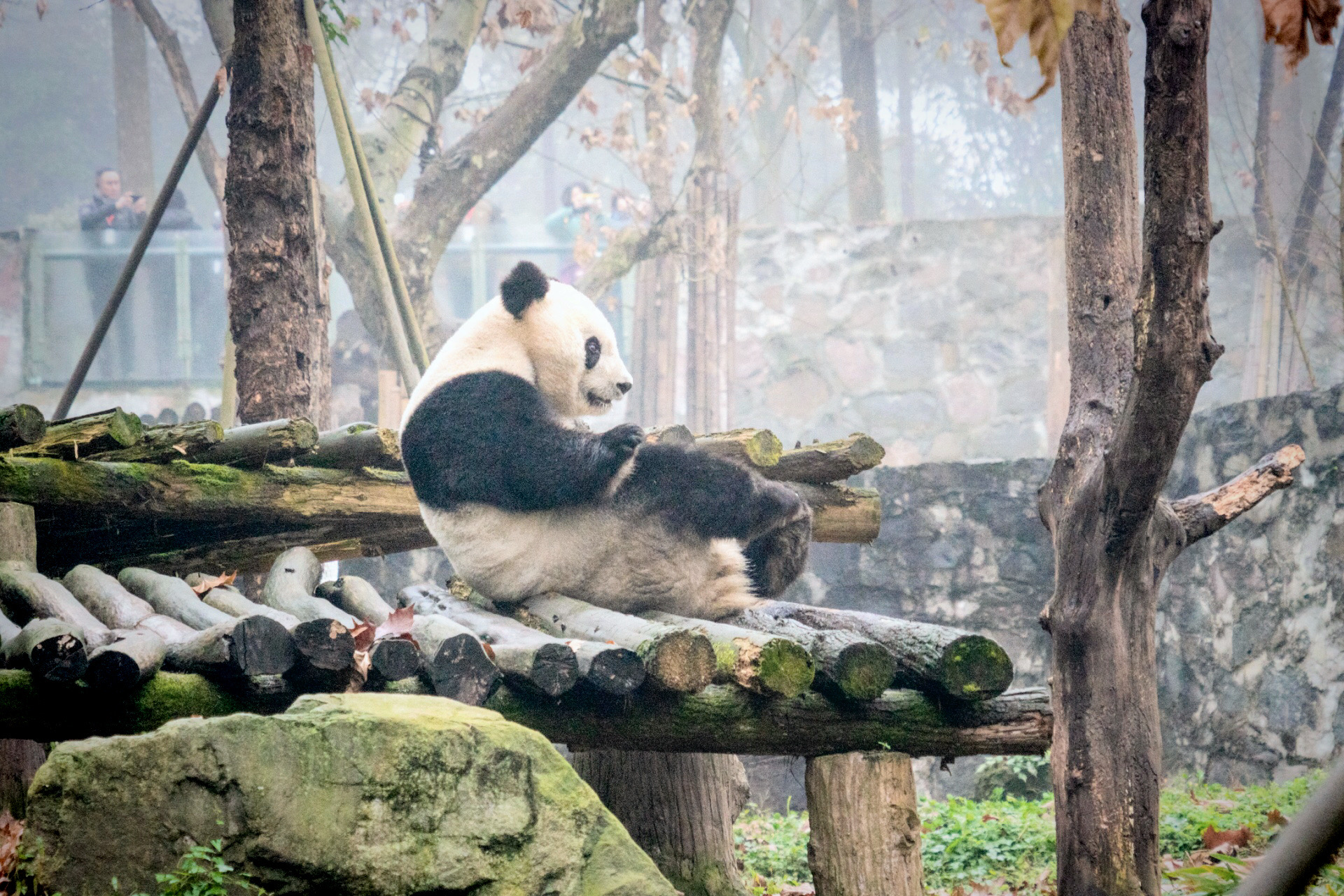 九寨黄龙参团三日游之第一天途中景点（一）熊猫乐园。 近几年旅游基本上都是自驾，这次想冬天去九寨黄龙看
