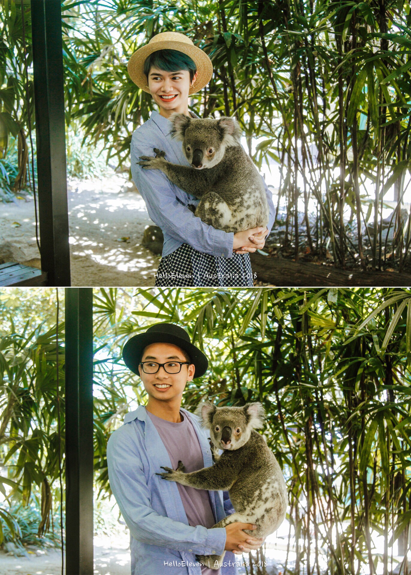 🐨澳洲抱考拉喂袋鼠的动物园推荐【道格拉斯港Wildlife Habitat】  🌟来澳洲的朋友一定都