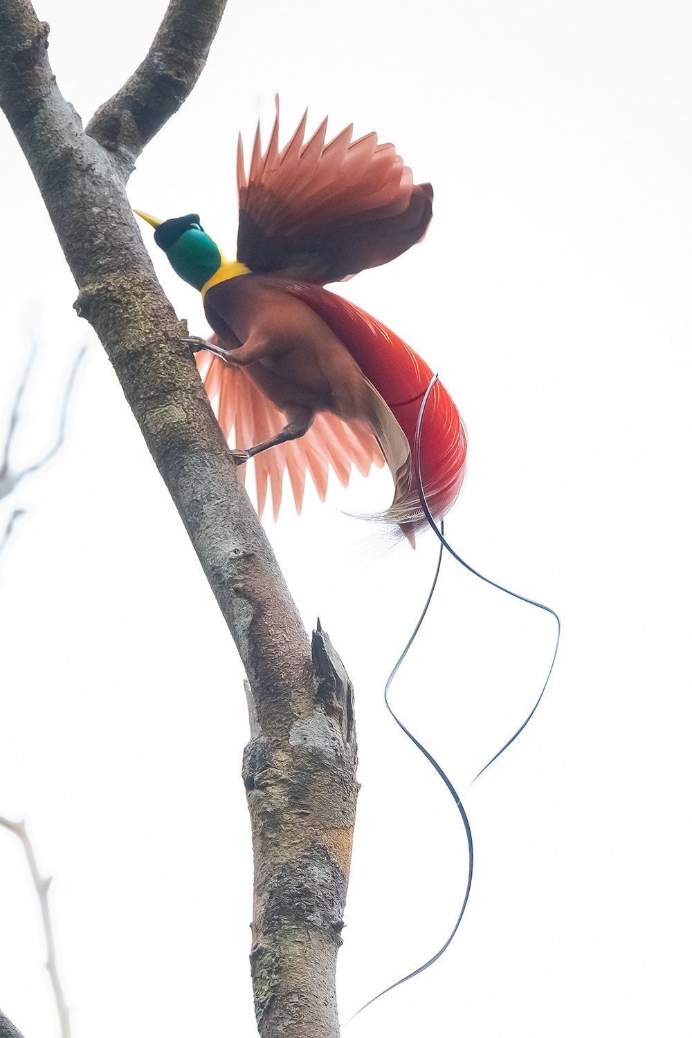 红极乐鸟在跳求偶舞时，会扭动身子，左右晃动，尾部2根长长的线条舞动，红色尾羽鲜艳夺目。我从雅加达飞索