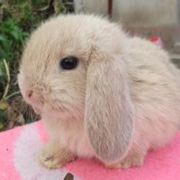 小柱是打不死的小强