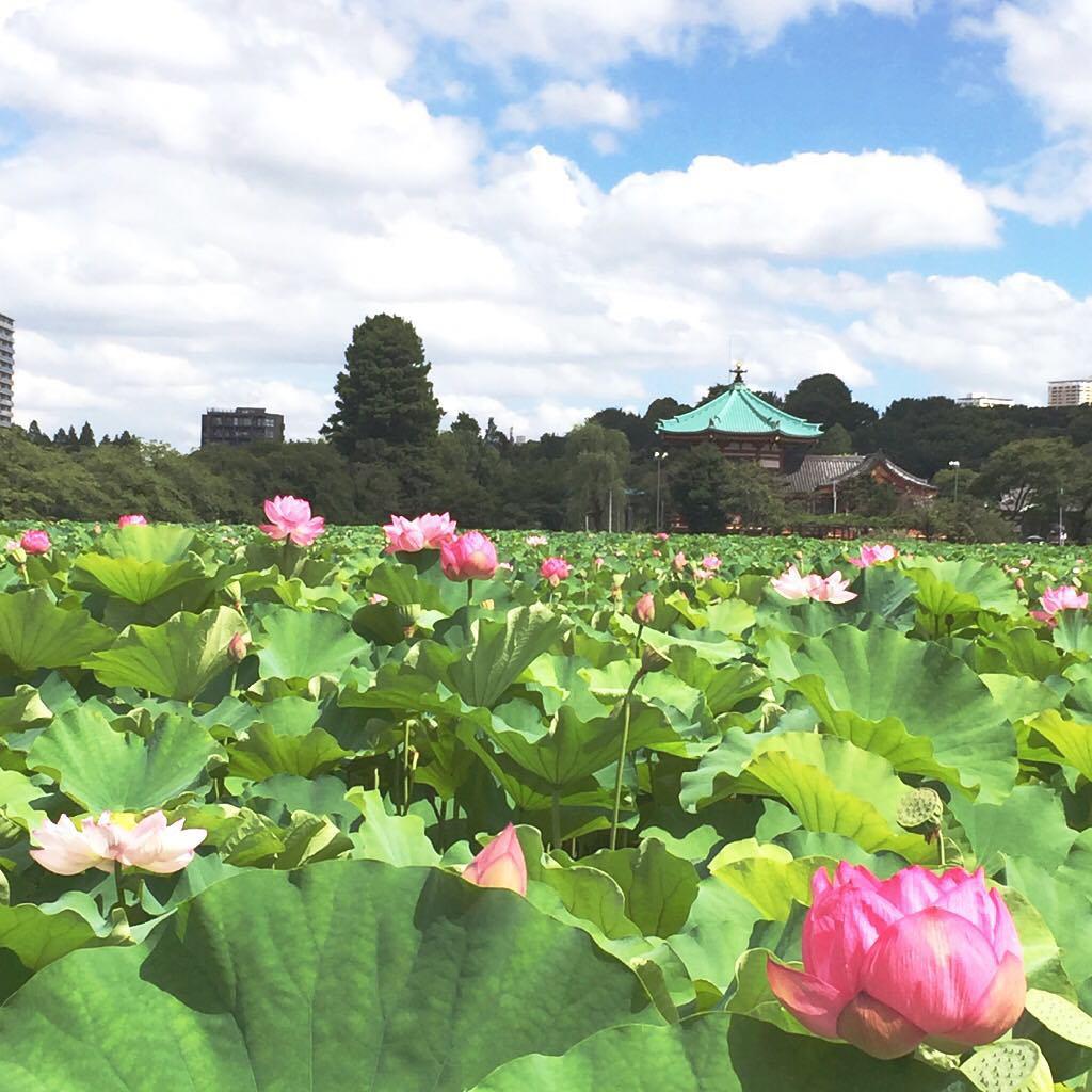 上野公园 内的一抹清凉，不忍池 山野公园以樱花闻名于世，每到樱花盛开的时候若干的游客趋之若鹜的来到上