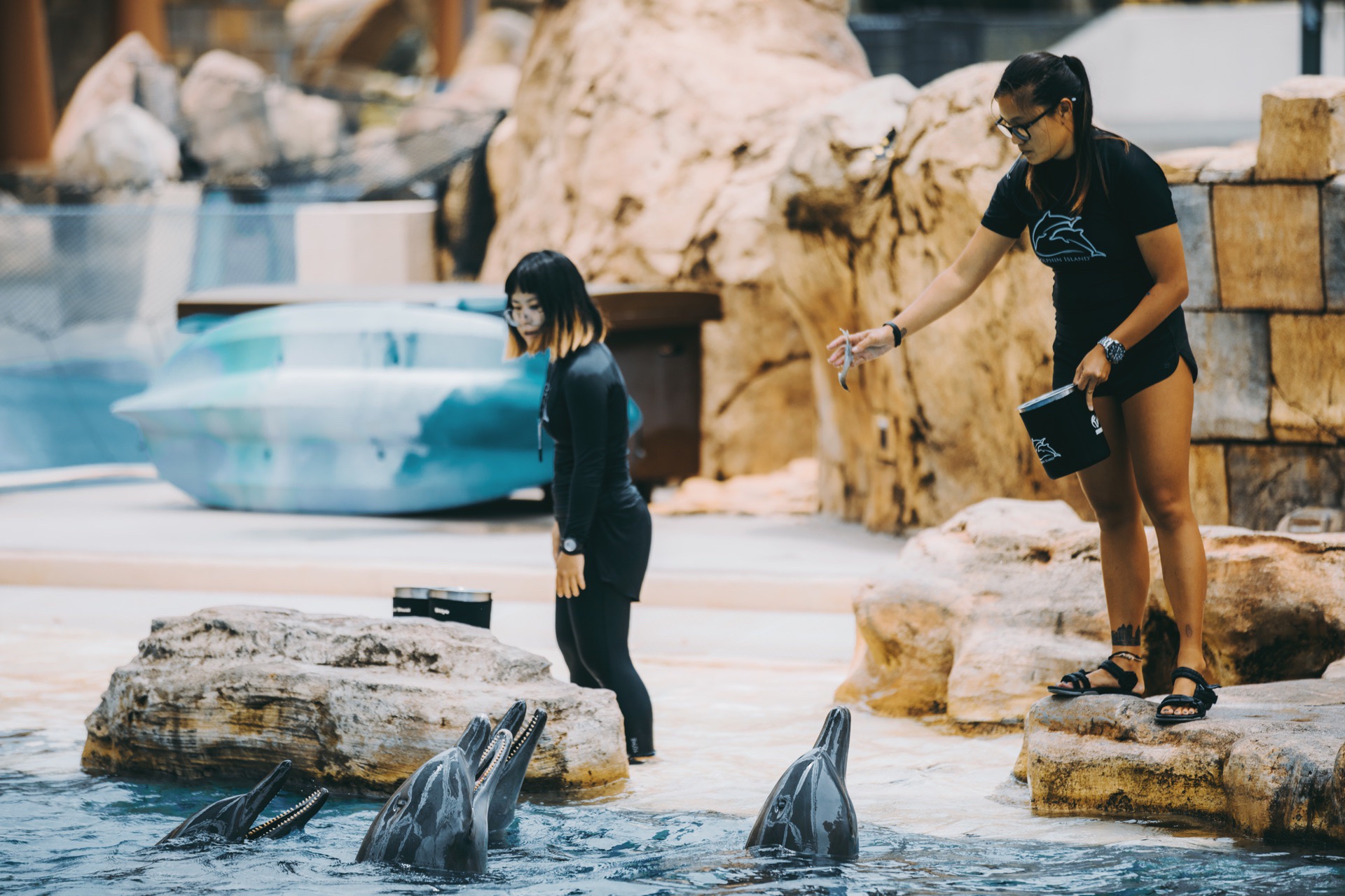 圣淘沙上必玩的项目之一，水上探险乐园。乐园中最有意思的莫过于乐园里的海豚乐园。可以近距离接触海豚，在