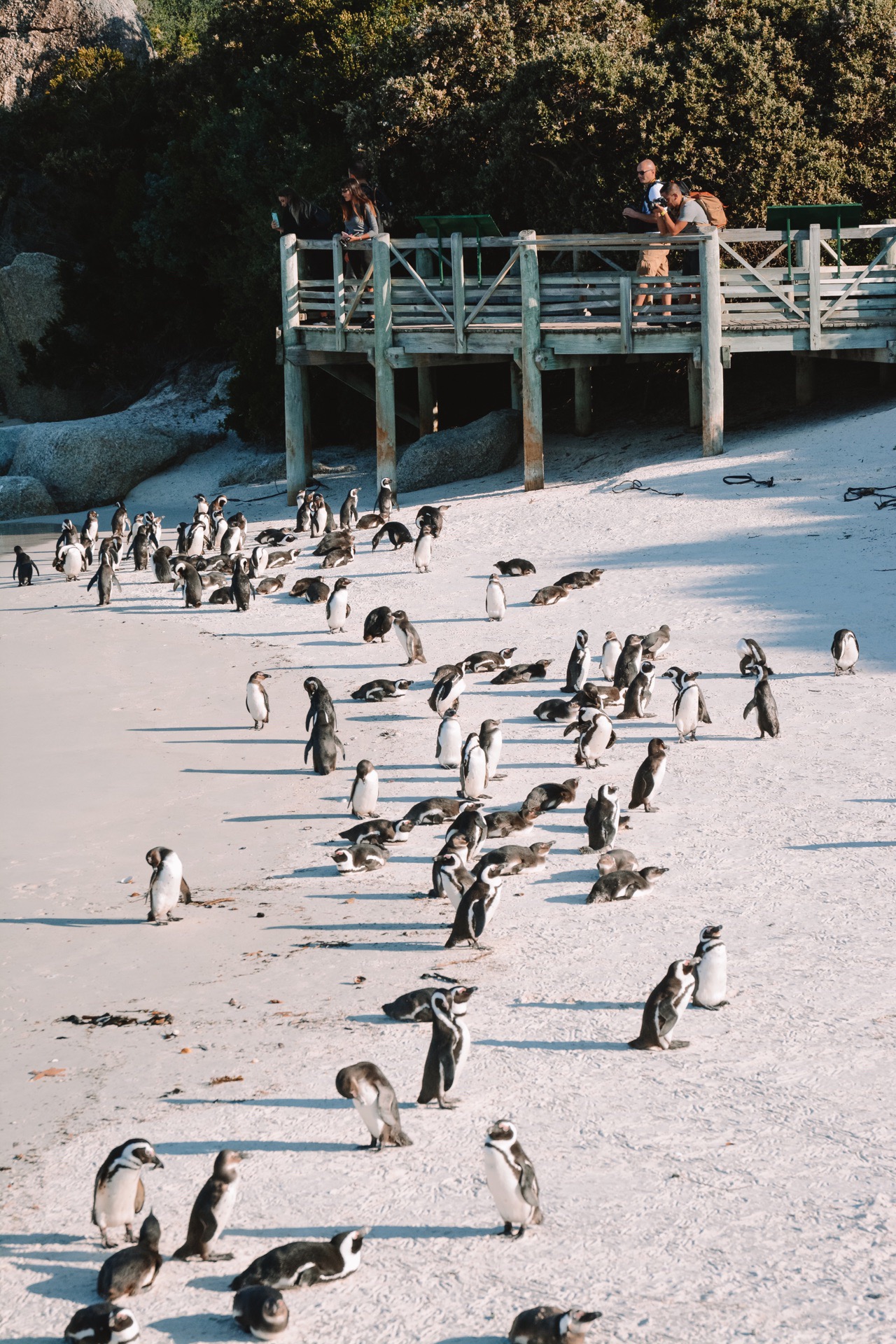 估计很多人不知道，非洲也有企鹅！🐧  企鹅不止生活在寒冷的地方，它们可以在零下25℃的严寒地区生活，