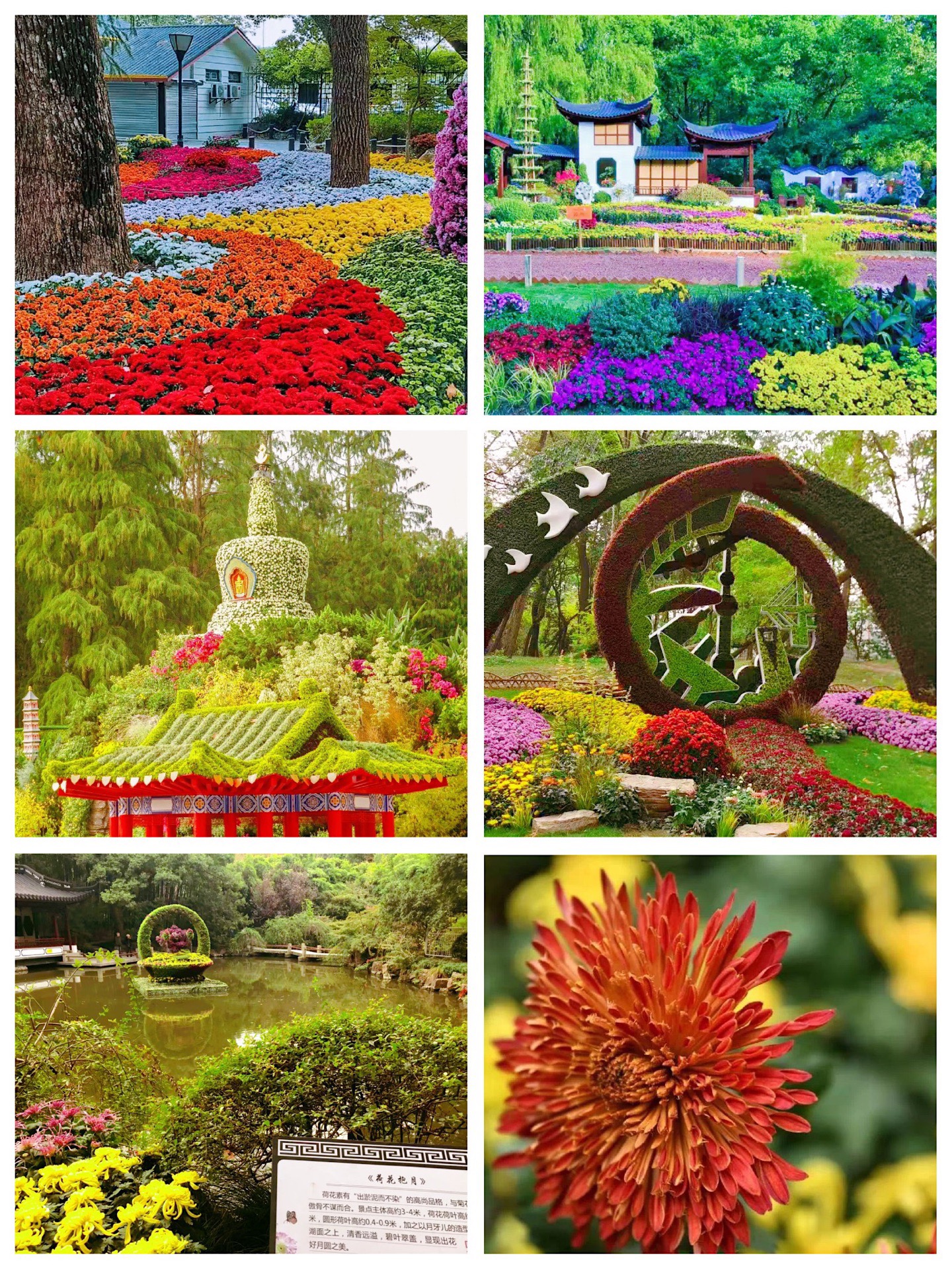 上海共青森了公园一年一度的菊花展
