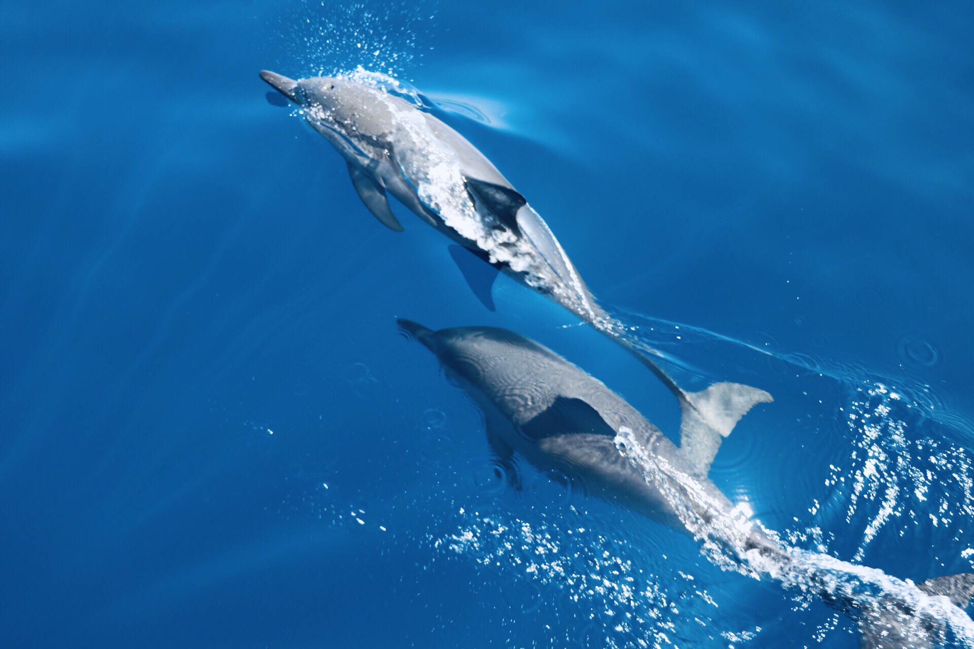 美娜多|追逐海豚秘籍🐬🐬🐬  🐬来到潜水胜地美娜多，一天深潜浮潜几次都是必须的，由于本人比较怕水，就