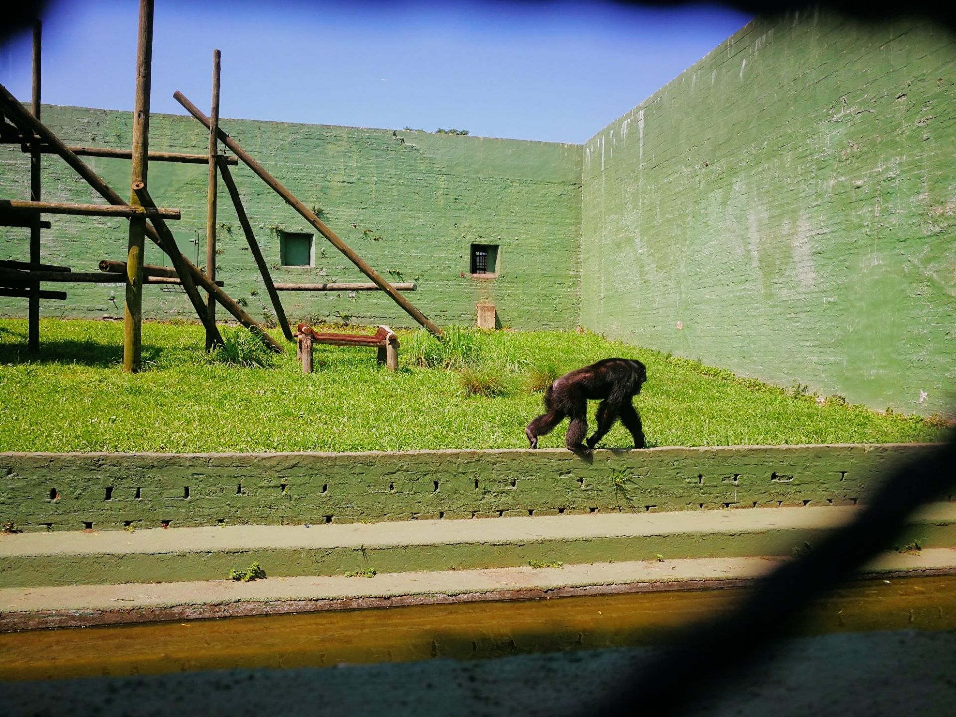 大猩猩攻击性很强，南非动物世界，空气不错