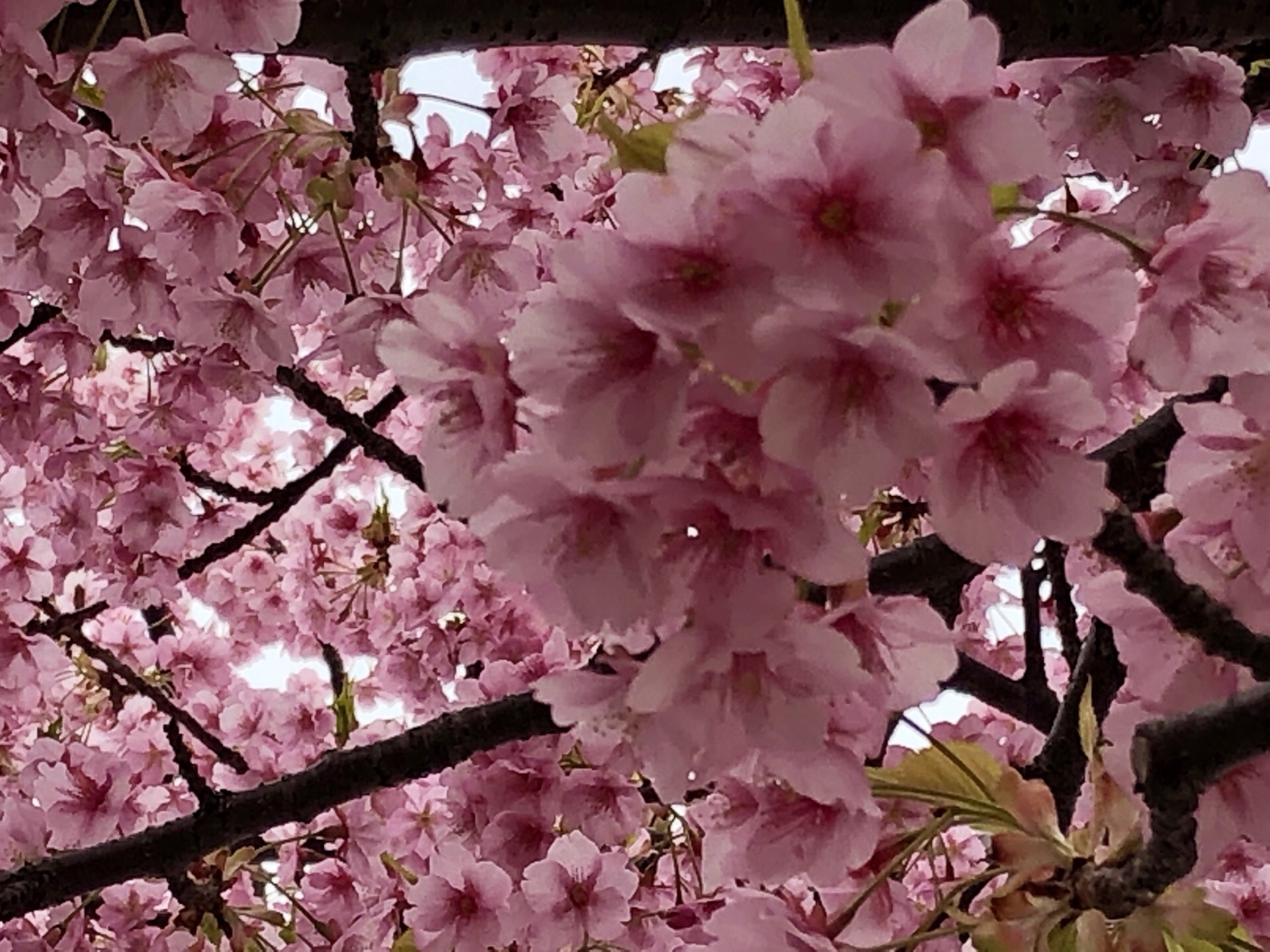樱花先锋“河津樱花”爆炸式怒放 日本樱花种类众多（下回细细道说），其中“大岛樱花”之中“神崎桜”和“