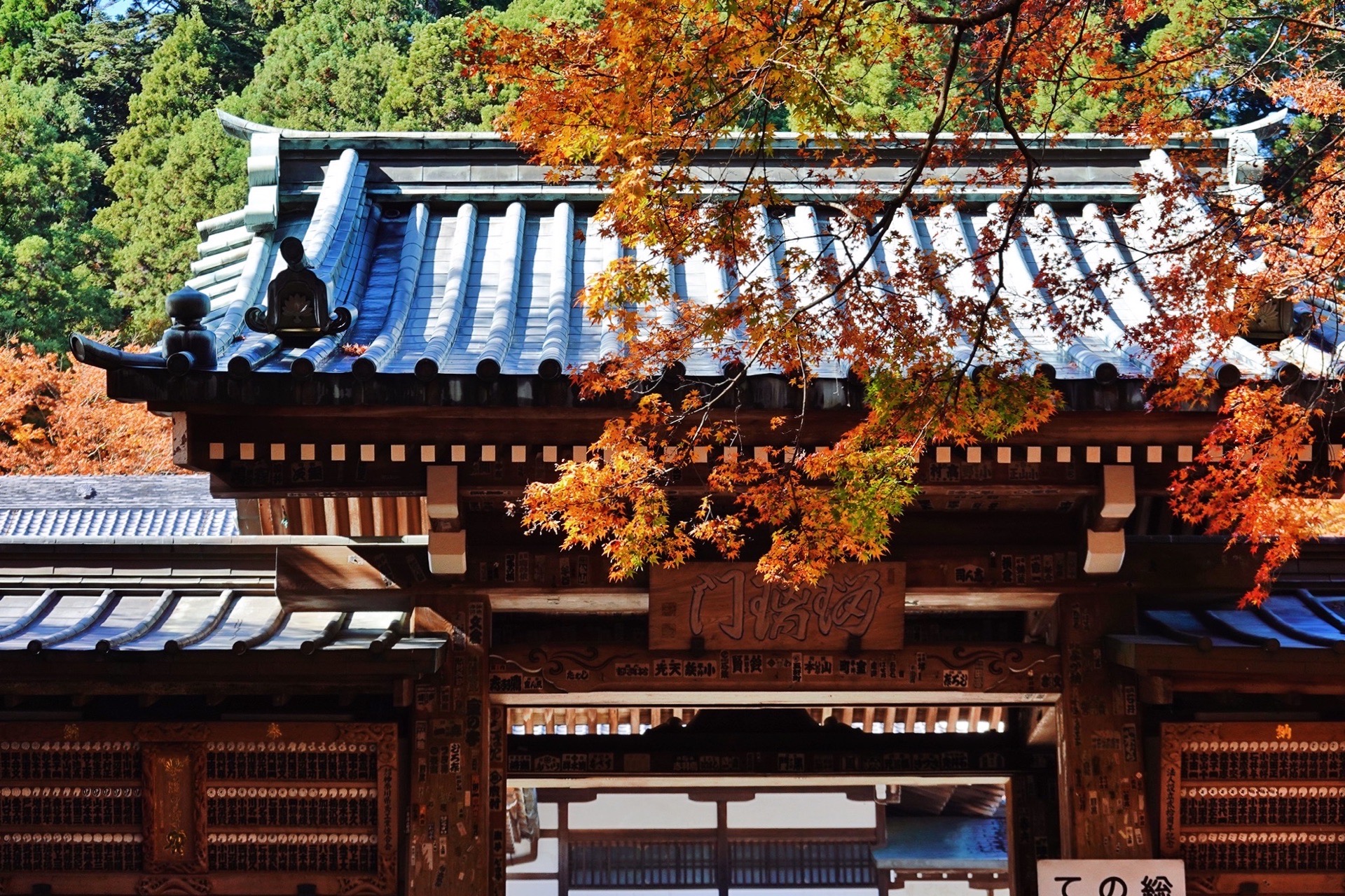 日本旅行 |  箱根 周边红叶宝藏地推荐🍁   11月底12月上旬如果在 东京 或是箱根的小伙伴们，