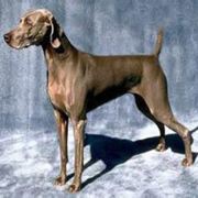 骑着乌龟闯世界