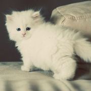 秋天里的一抹阳光