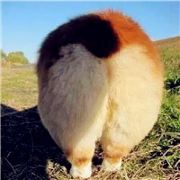 上清童子戏青蚨