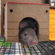 一个哈士奇去丽江