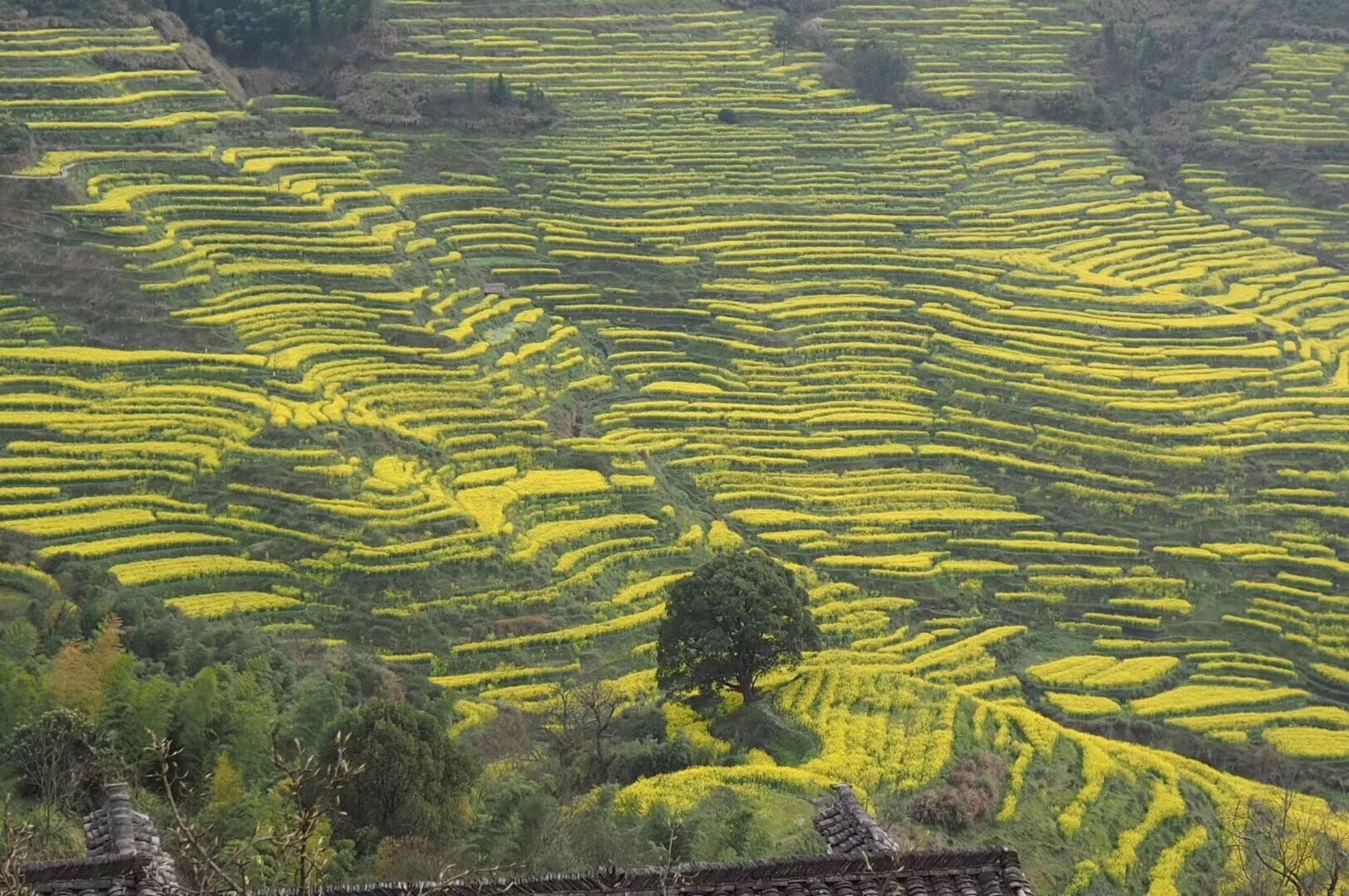 梯田