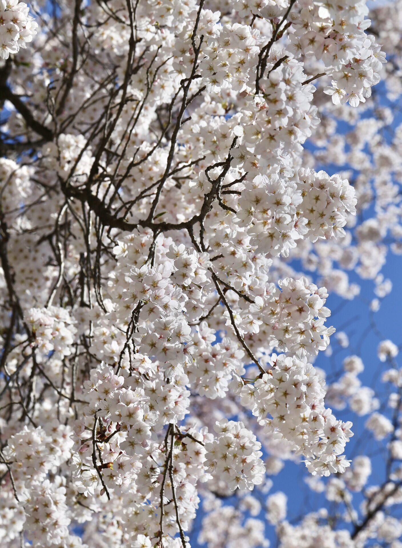 🇯🇵东北追樱🌸