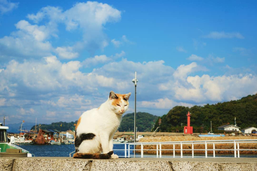 吸猫爱好者的天堂---冈山县笠冈市真锅岛  【开启一场治愈系之旅】 在日本看多了神社与寺庙之后，就把