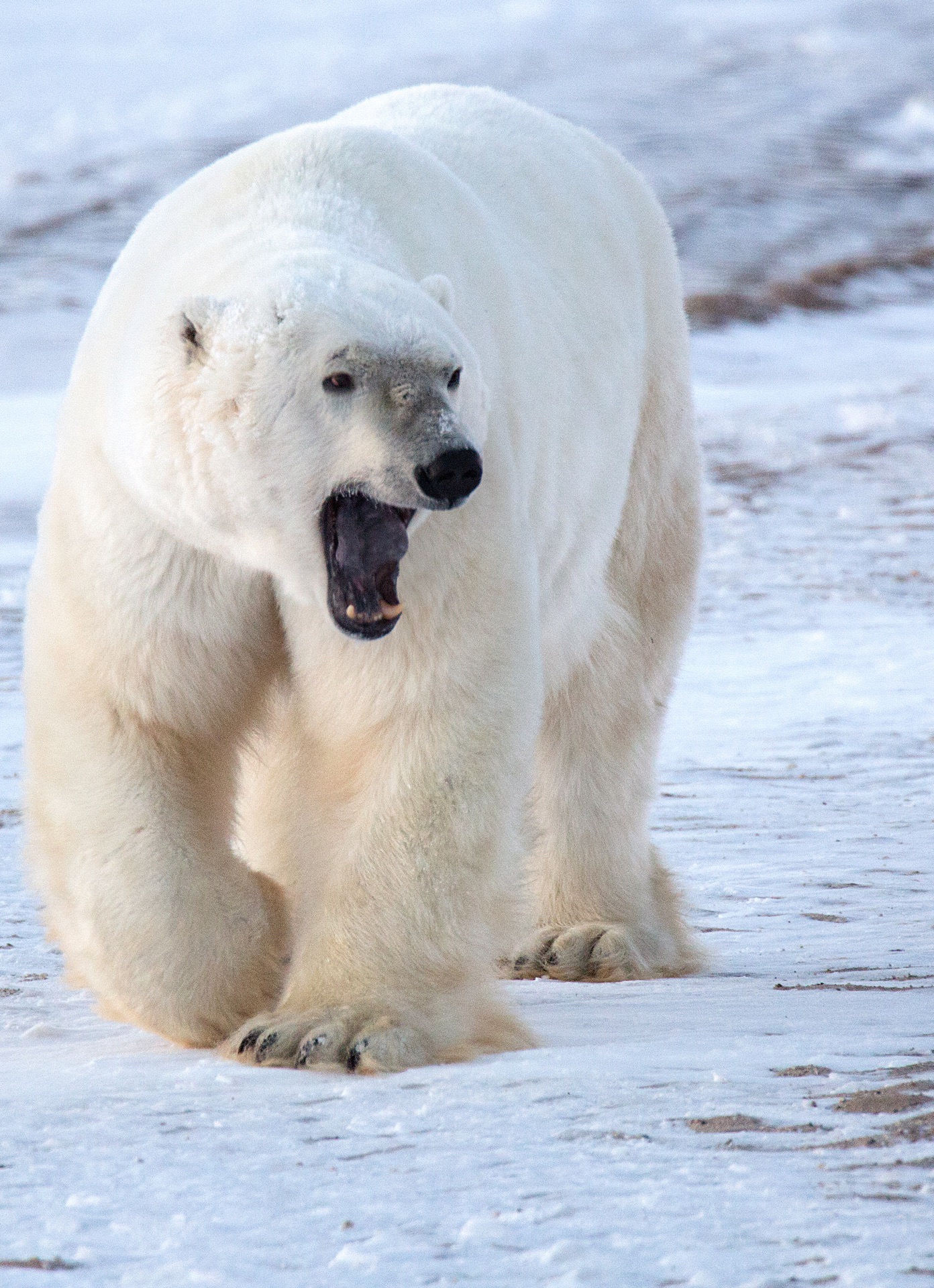 加拿大丘吉尔，唯一一个敢承诺100%看见北极熊的地区！ 下面我们就来聊一聊，为什么【在北极丘吉尔看北