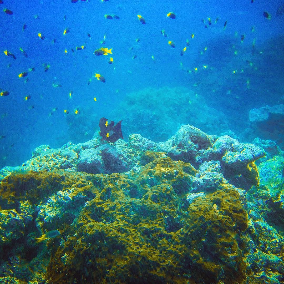 水下珊瑚公园--斯里兰卡希克杜沃希克杜沃海滩 【潜水最佳地】 这里是斯里兰卡最早开发出来的海滩之一，