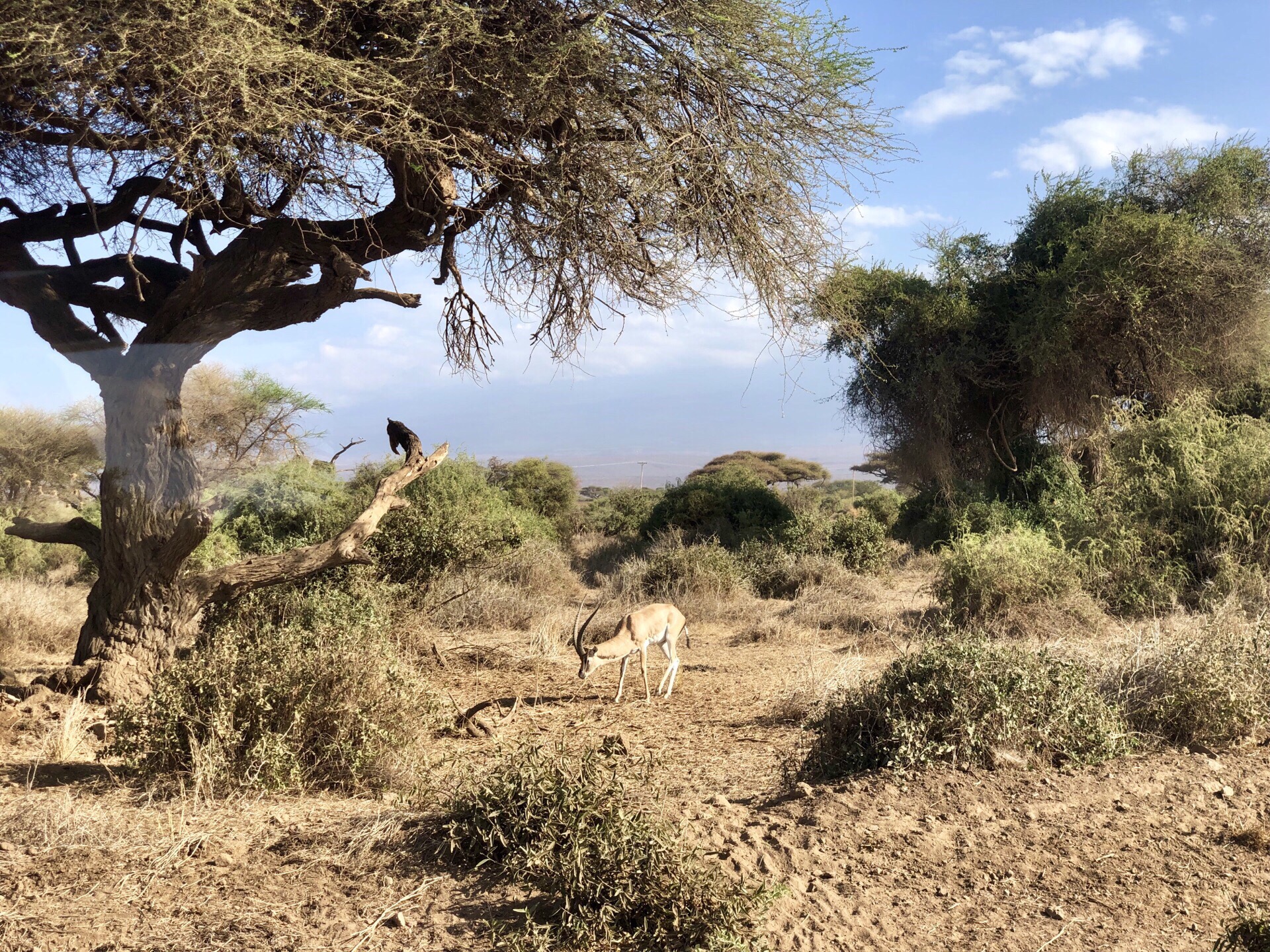 Safari in Kenya 从内罗毕-安博塞利（乞力马扎罗山）3小时 安博塞利：很多：跳羚、水牛