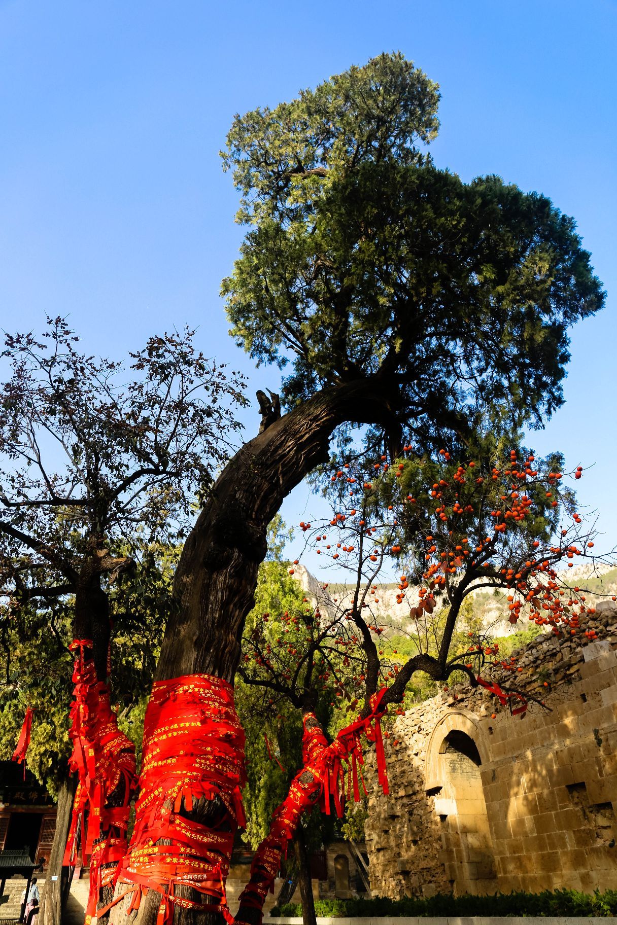 济南灵岩寺风景区，在千佛殿前方，有一棵树干粗大弯曲，枝头东指的侧柏，其部分枝干苍枯，但生长枝干茂盛，