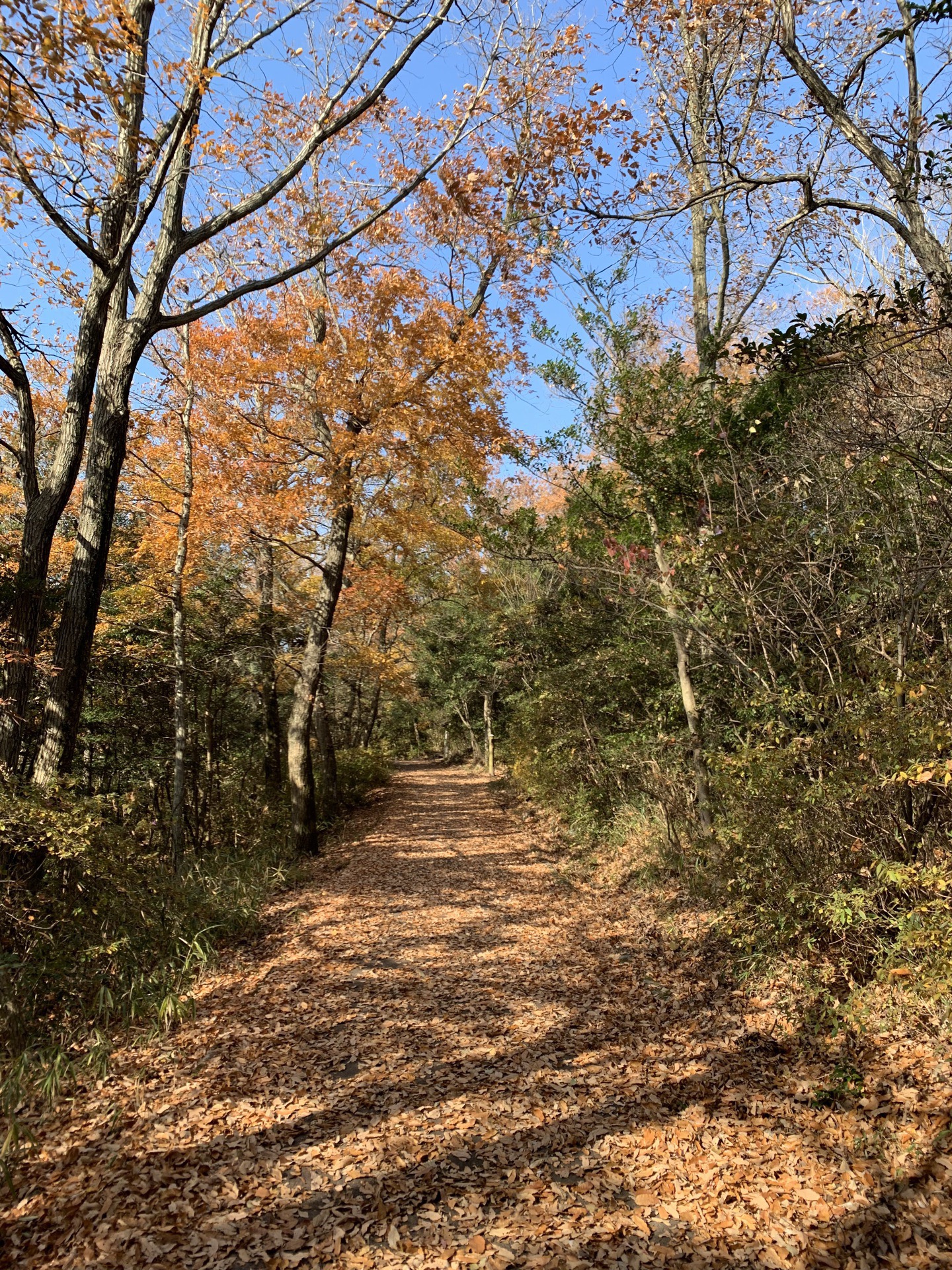 屋岛山顶通往北岭的小道