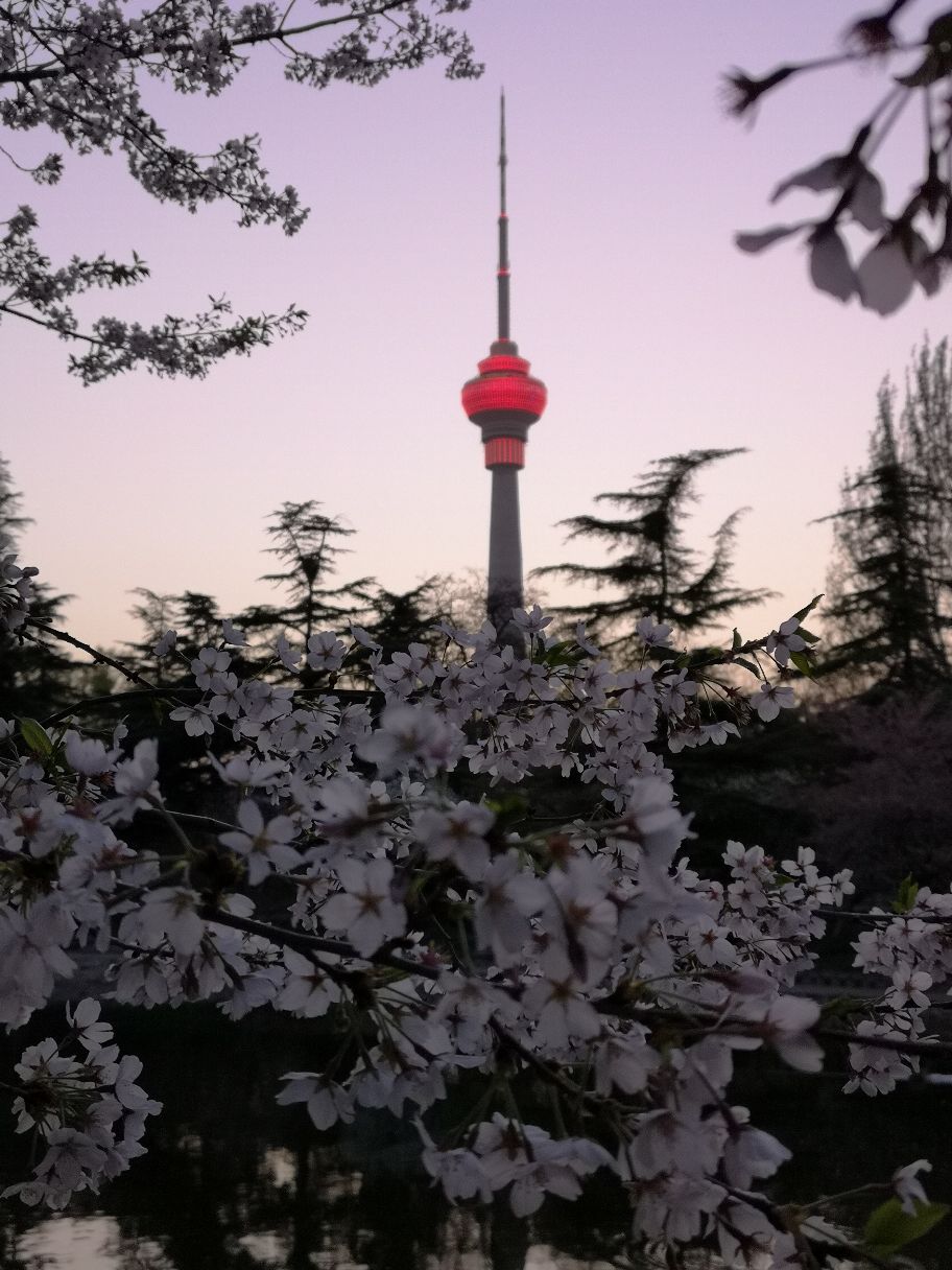 夜色下的玉渊潭樱花