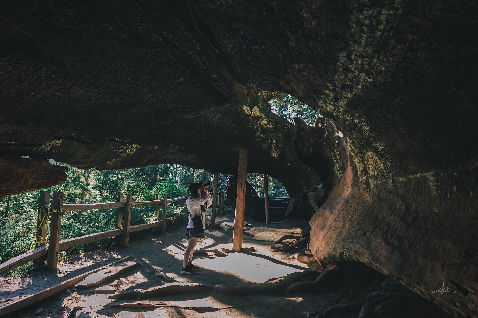 「美国」上能通天，下能抱团—红杉国家公园      标题是源于我对红杉的理解，红杉是世界上最高最壮观