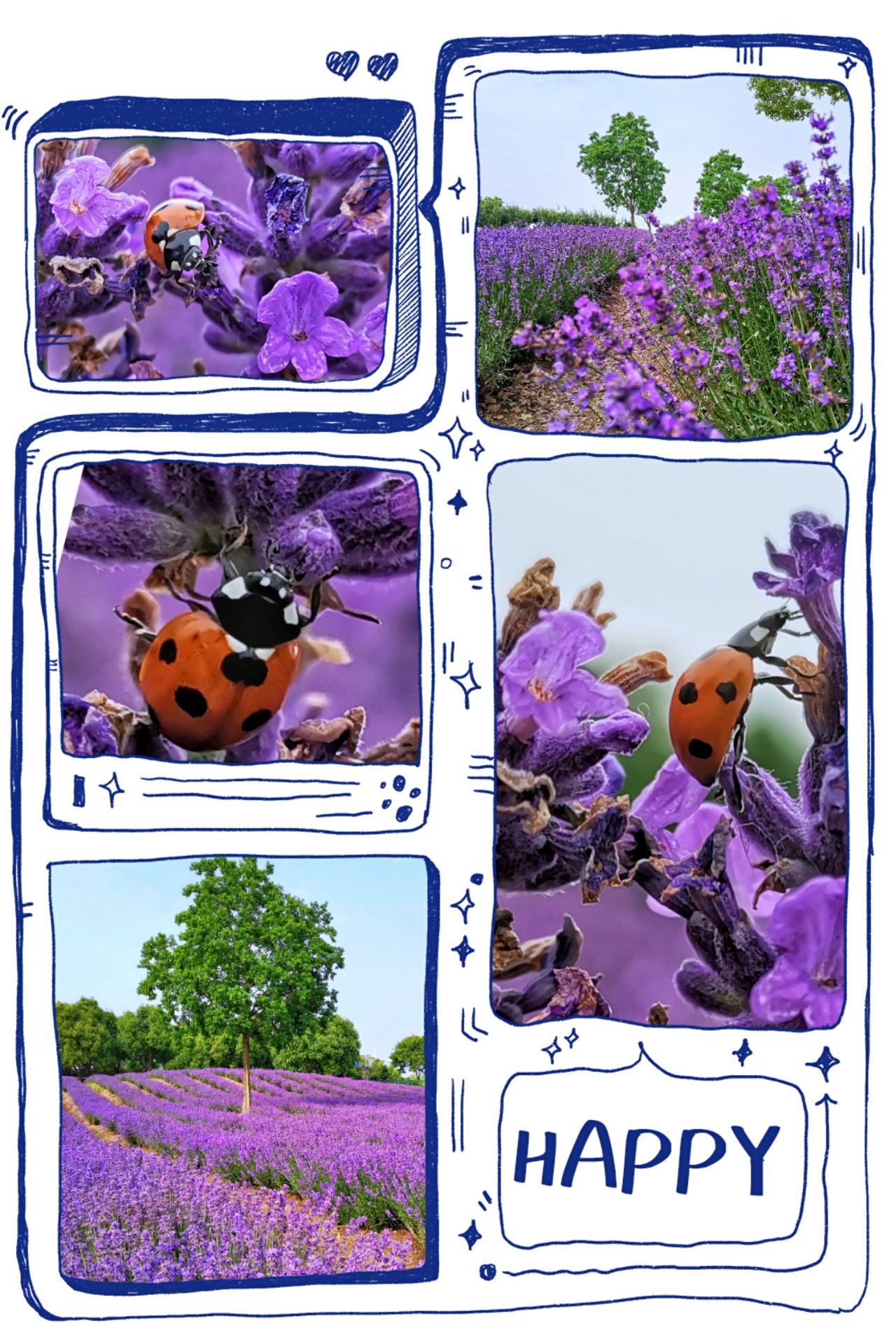 跟着花大姐（七星瓢虫）去赏薰衣草了。  初夏最美丽的一定是那一片片紫色，没错，说的就是那芳香四溢的薰