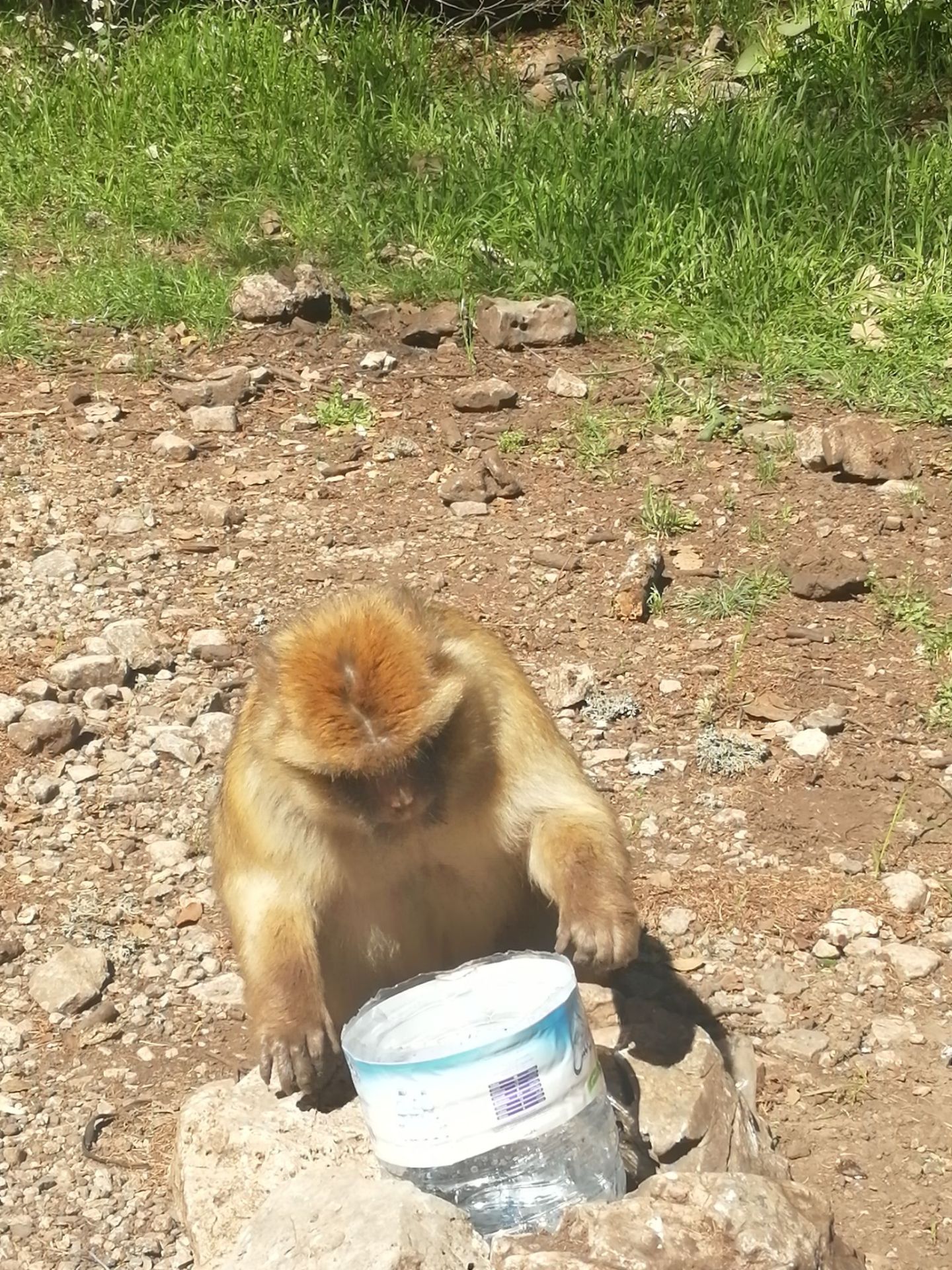 Monkey Cider forest