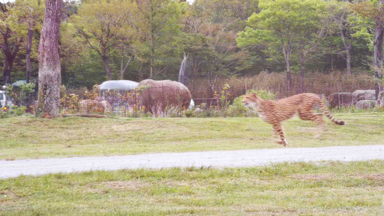 跑了，那么多囯家“野生动物园”，还是第一次抓拍到两只“花豹”赛跑呀！