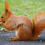 洋芋头啊洋芋头