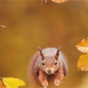 你们可以叫我象牙