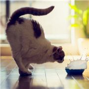 橙子非橙子是名橙子