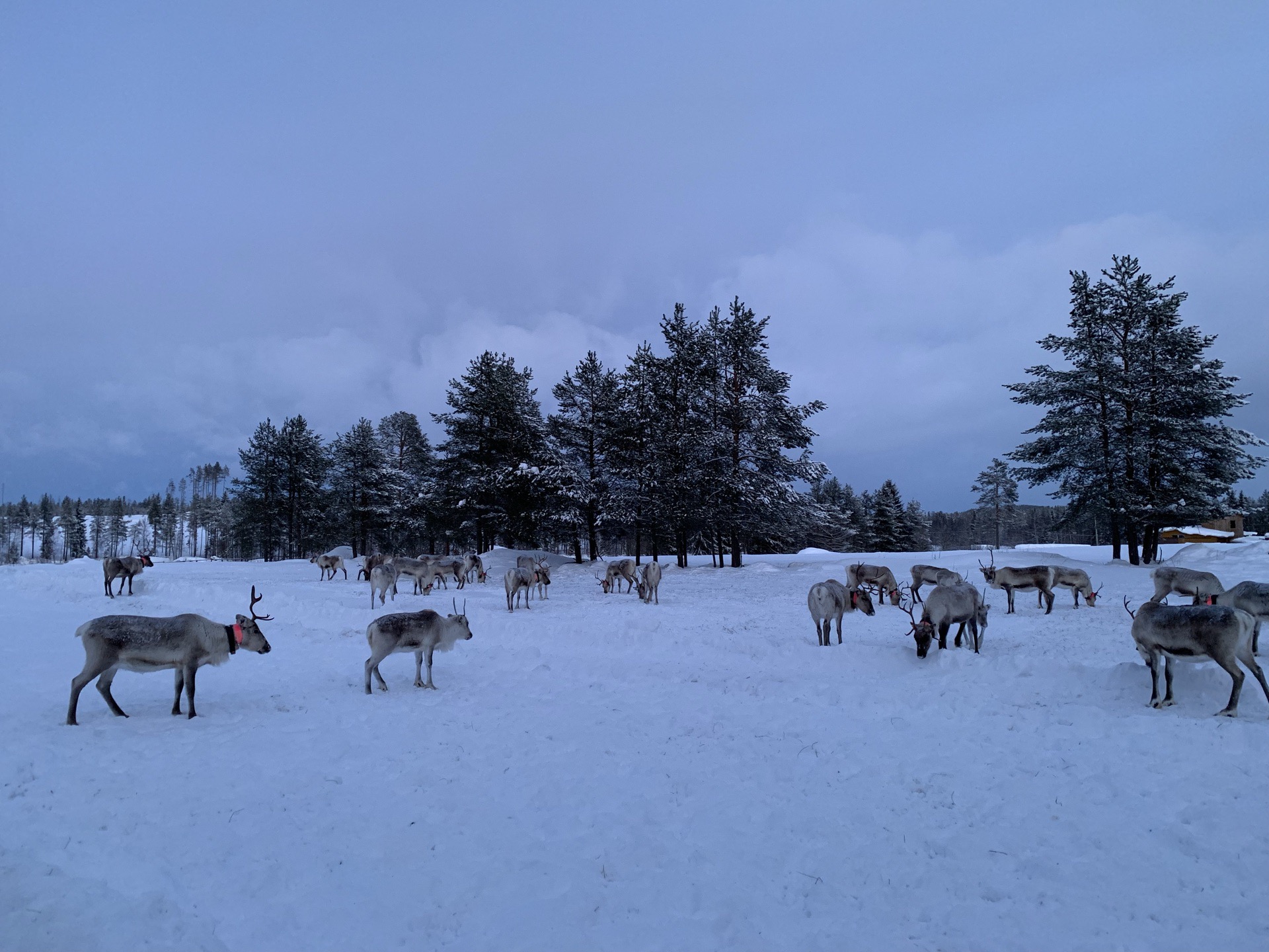 芬兰🇫🇮库萨莫·驯鹿农场之二