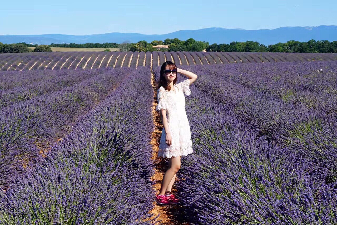 普罗旺斯的紫色浪漫💜 和薰衣草一起期待爱情感受美好吧！🇫🇷  普罗旺斯的薰衣草花期主要在6月-8月。